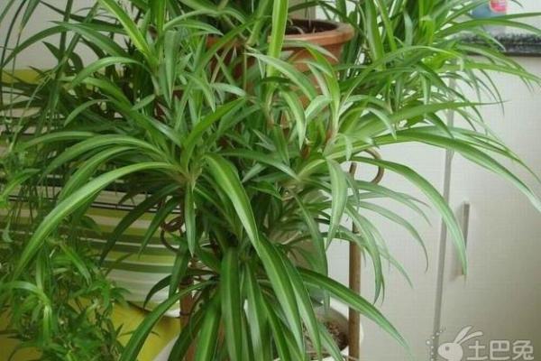 办公室被水淹后风水如何恢复运势