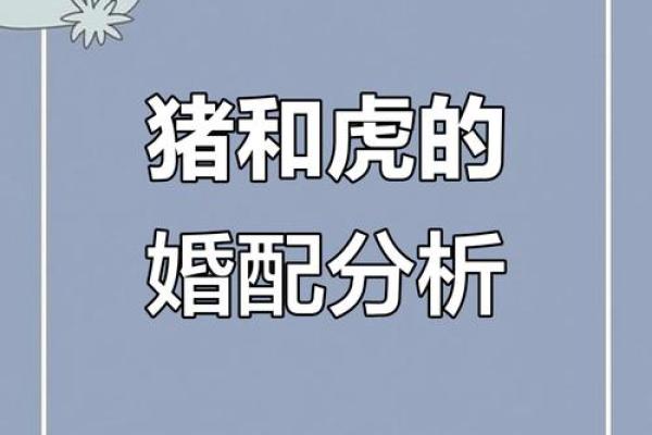 猪和它们最相配,打造完美的生肖关系 猪和它们最相配,打造完美的生肖关系