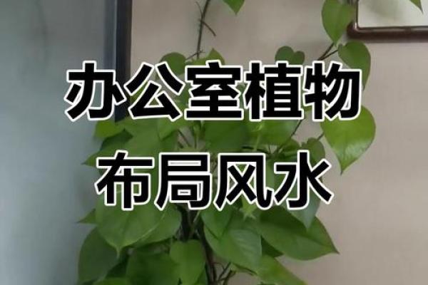 办公室植物与风水:如何巧妙提升工作效率 办公室植物与风水:如何巧妙提升工作效率