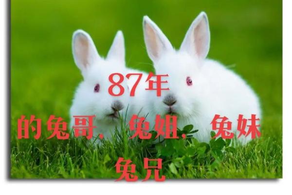 本命年兔男的人际关系调节技巧