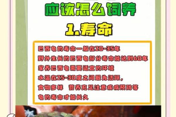 巴西龟风水助运的正确摆放位置与注意事项 巴西龟风水助运的正确摆放位置与注意事项