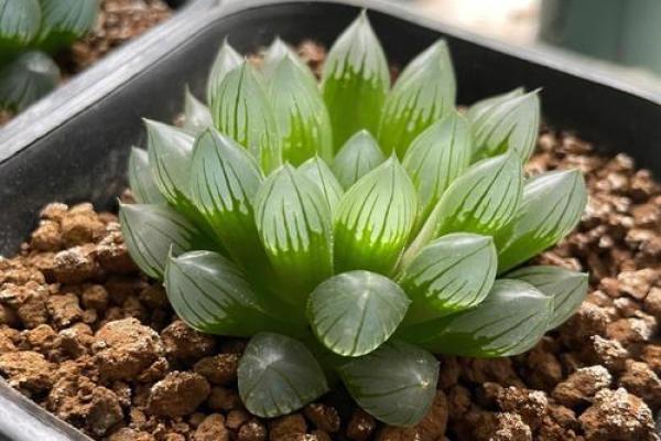 办公室多肉植物摆放风水的正确指南 办公室多肉植物摆放风水的正确指南