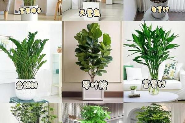 办公室多肉植物摆放风水的正确指南 办公室多肉植物摆放风水的正确指南