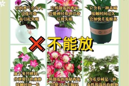 办公室盆栽的风水禁忌与选择指南