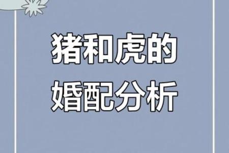 猪和它们最相配，打造完美的生肖关系