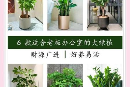 办公室植物与风水：如何巧妙提升工作效率