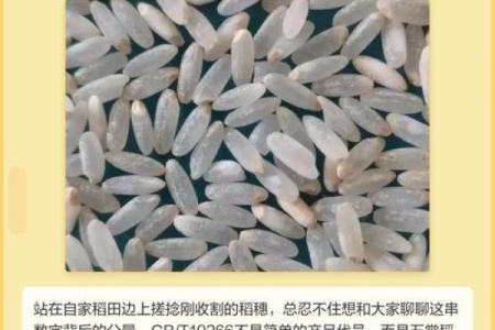 从稻田到餐桌：为米选择合适名字的技巧