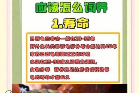 巴西龟风水助运的正确摆放位置与注意事项