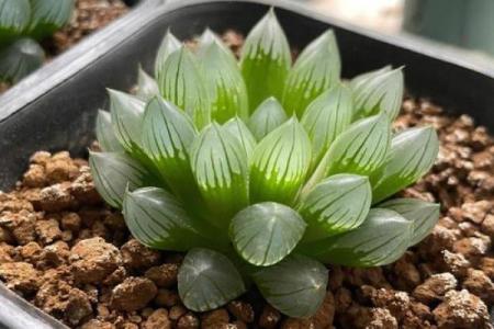 办公室多肉植物摆放风水的正确指南