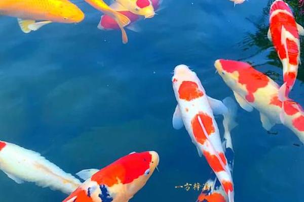 打造旺财风水空间 锦鲤招财图的五大秘诀 打造旺财风水空间 锦鲤招财图的五大秘诀