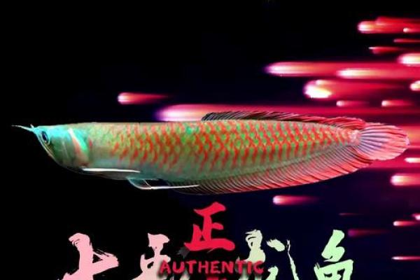 白色招财鱼在家居风水中的作用解析 白色招财鱼在家居风水中的作用解析