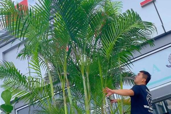 办公室植物风水搭配技巧,助你事业飞黄腾达 办公室植物风水搭配技巧,助你事业飞黄腾达