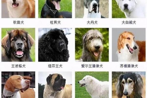 霸气十足的狗狗名字大全,让你的宠物独具魅力 霸气十足的狗狗名字大全,让你的宠物独具魅力