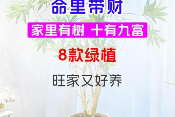 打造财运旺盛庭院的风水植物布局 打造财运旺盛庭院的风水植物布局