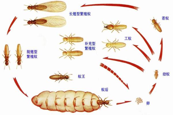 白蚂蚁与坟墓风水的关系解析 白蚂蚁与坟墓风水的关系解析