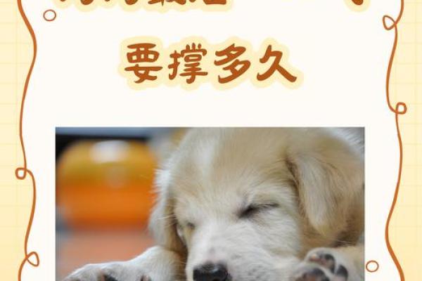 狗人每月运程指南,做出明智决策迎接好运 狗人每月运程指南,做出明智决策迎接好运