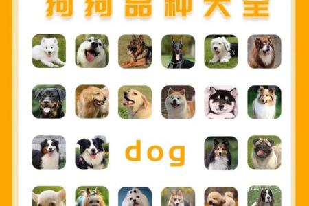 霸气十足的狗狗名字大全，让你的宠物独具魅力