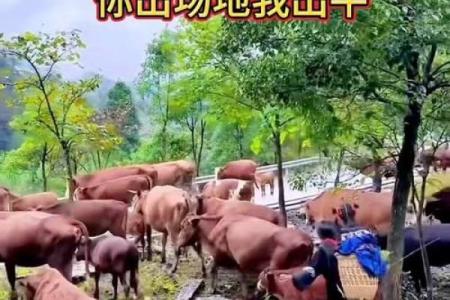 牛羊杂交育种的优势与挑战