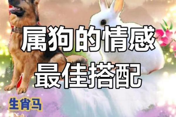 属狗与属龙的缘分如何?深入分析两者相配的可能性 属狗与属龙的缘分如何?深入分析两者相配的可能性
