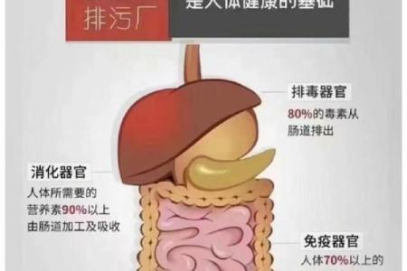 肠在五行中属什么？揭秘五行理论与肠道健康的关系