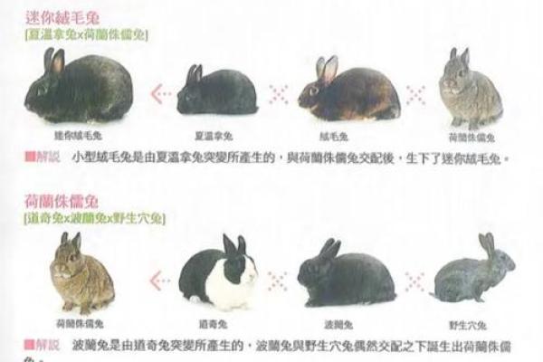 兔年属于木命的原因解析 兔年属于木命的原因解析