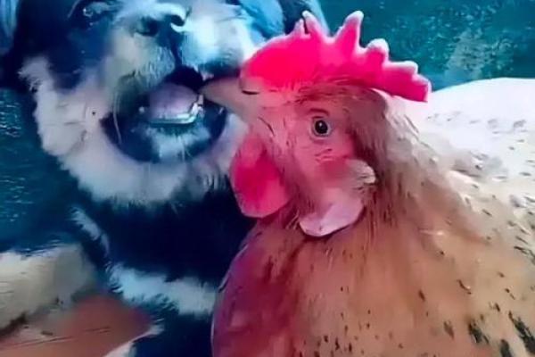 养狗与养鸡能否兼得?探讨两者相处之道 养狗与养鸡能否兼得?探讨两者相处之道