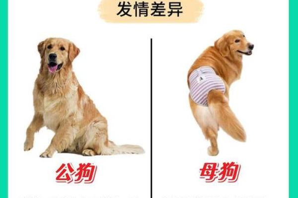 养狗与养鸡能否兼得?探讨两者相处之道 养狗与养鸡能否兼得?探讨两者相处之道