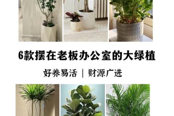 提升办公室风水的植物摆放技巧 提升办公室风水的植物摆放技巧