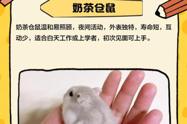 超可爱仓鼠名字推荐,选一个适合你的毛茸茸朋友 超可爱仓鼠名字推荐,选一个适合你的毛茸茸朋友