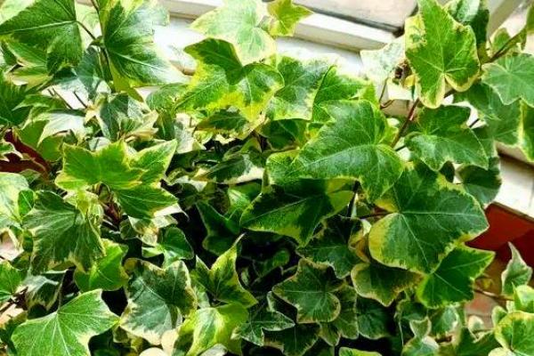 常春藤家居风水:引入自然元素提升居住运势 常春藤家居风水:引入自然元素提升居住运势