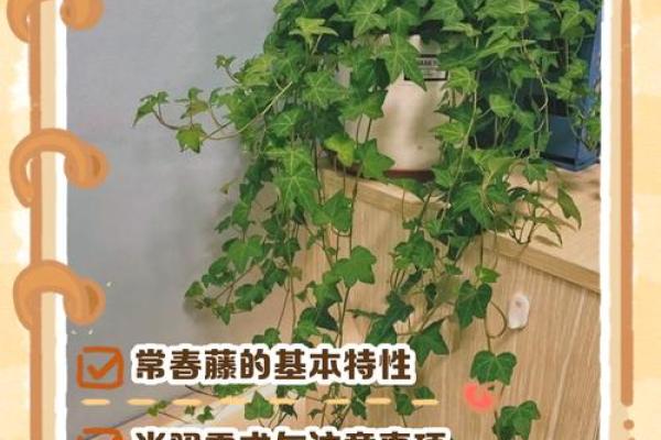 常春藤家居风水:引入自然元素提升居住运势 常春藤家居风水:引入自然元素提升居住运势