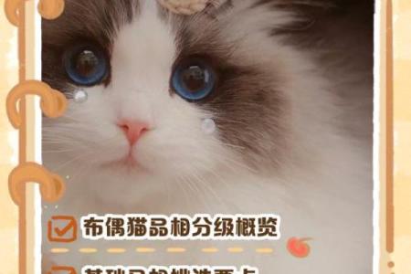 布偶猫起名技巧与创意推荐