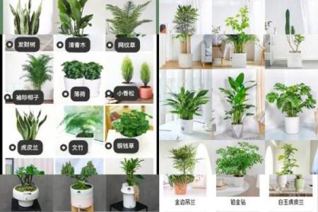 提升办公室风水的植物摆放技巧