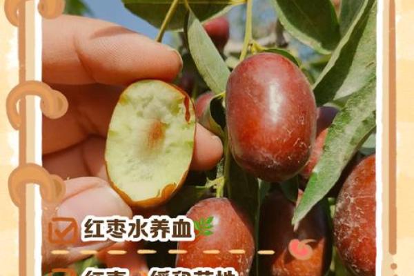 大枣五行的神奇作用,你了解吗? 大枣五行的神奇作用,你了解吗?