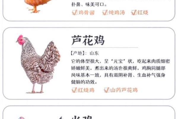 出生的鸡五行属性解析,你了解吗? 出生的鸡五行属性解析,你了解吗?