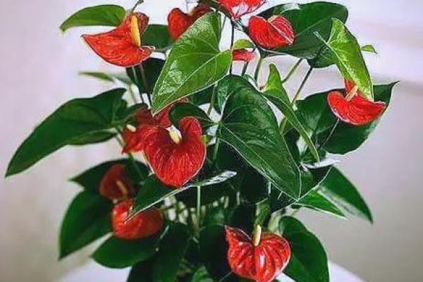 店内招财植物摆放风水技巧助你生意兴隆 店内招财植物摆放风水技巧助你生意兴隆