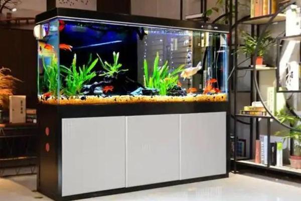 办公室风水中的鱼缸摆放技巧