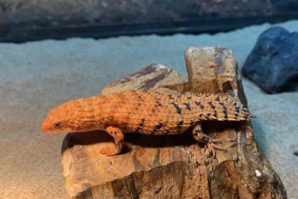 不同地区的蜥蜴名字及其特色 不同地区的蜥蜴名字及其特色