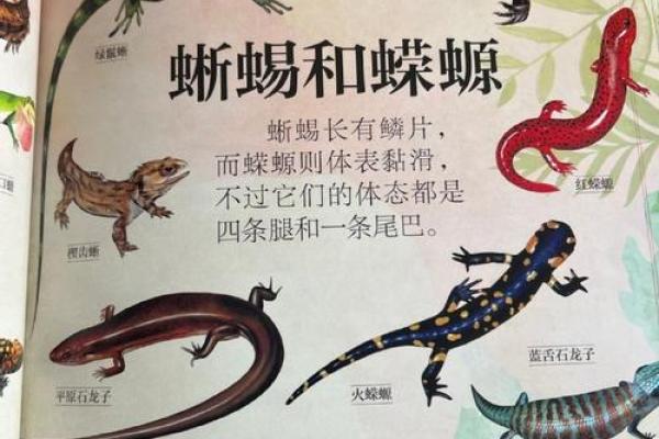 不同地区的蜥蜴名字及其特色 不同地区的蜥蜴名字及其特色