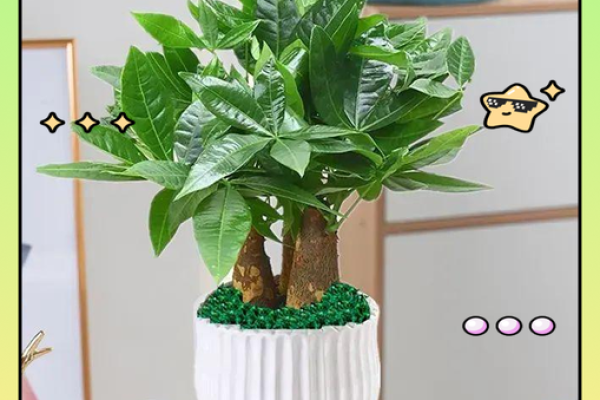 从风水角度看，居家植物的选择与摆放技巧