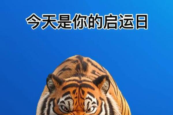 本命年虎男是否适合创业