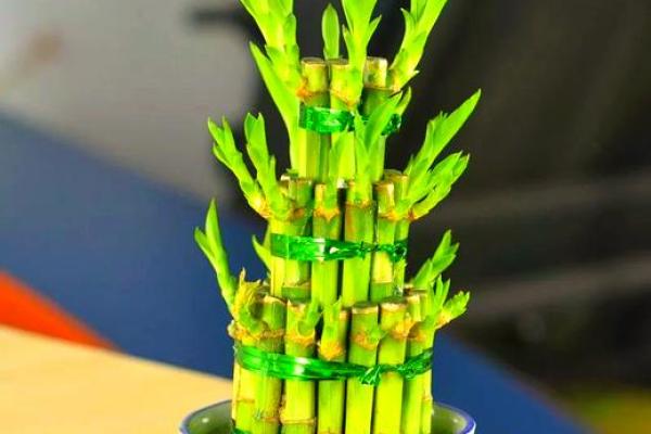 打造绿色招财风水环境的五大关键