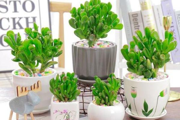 打造绿色招财风水环境的五大关键