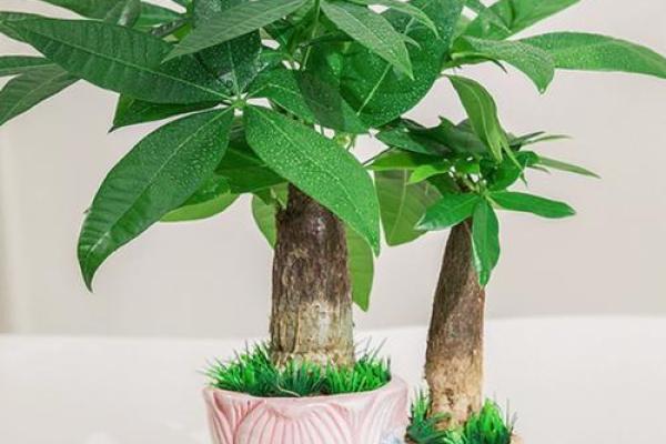 打造旺财气场的招财风水盆景布置秘诀