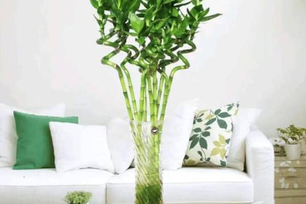 打造旺财气场的招财风水盆景布置秘诀