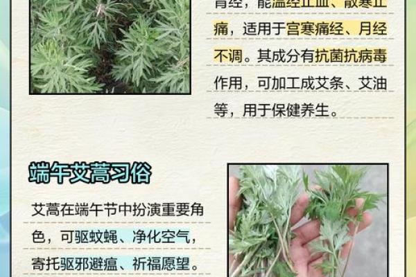 从艾字看命名中的美好寓意