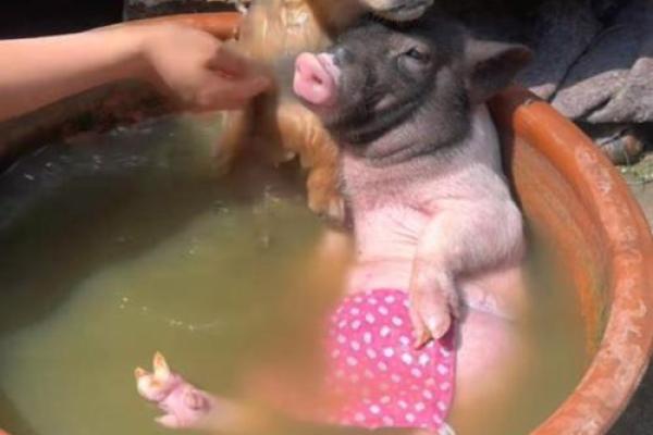 猪狗搭配 生活中它们能成为好朋友吗