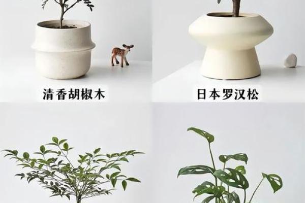 如何通过风水植物改善办公桌布局 如何通过风水植物改善办公桌布局