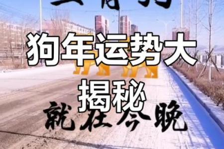 属狗人逐月运程详解，助你把握全年好运