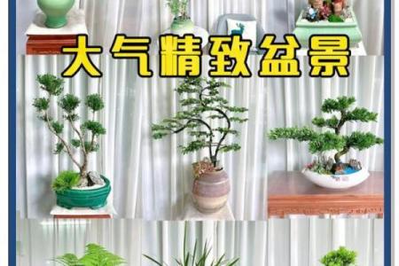 如何通过风水植物改善办公桌布局